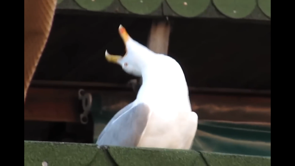 Comedy meme