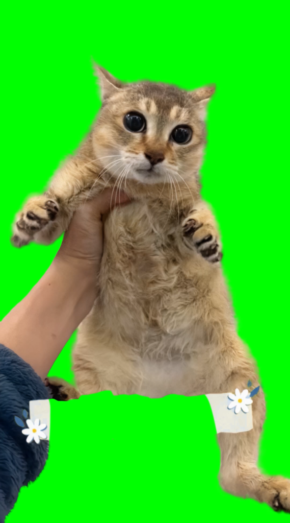 free green screen meme