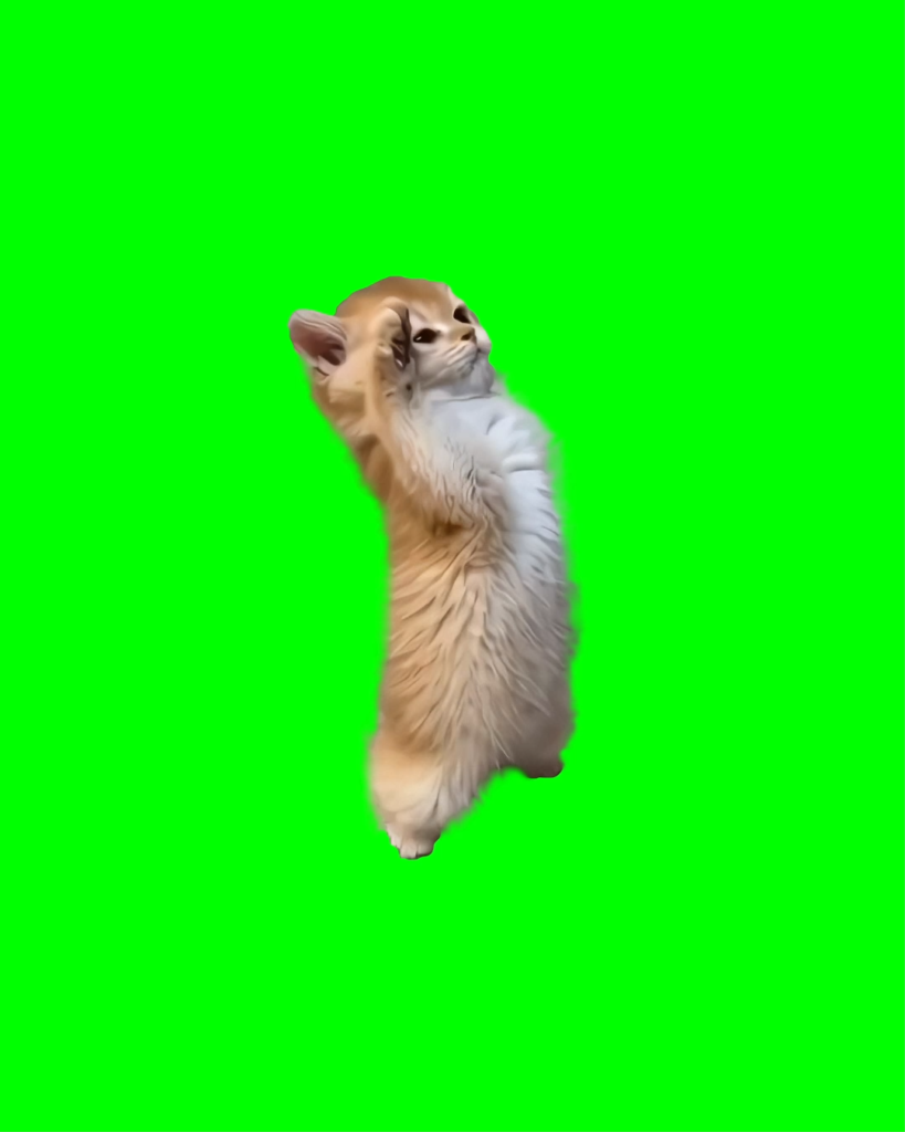 Cute Kitten Saluting free green screen meme