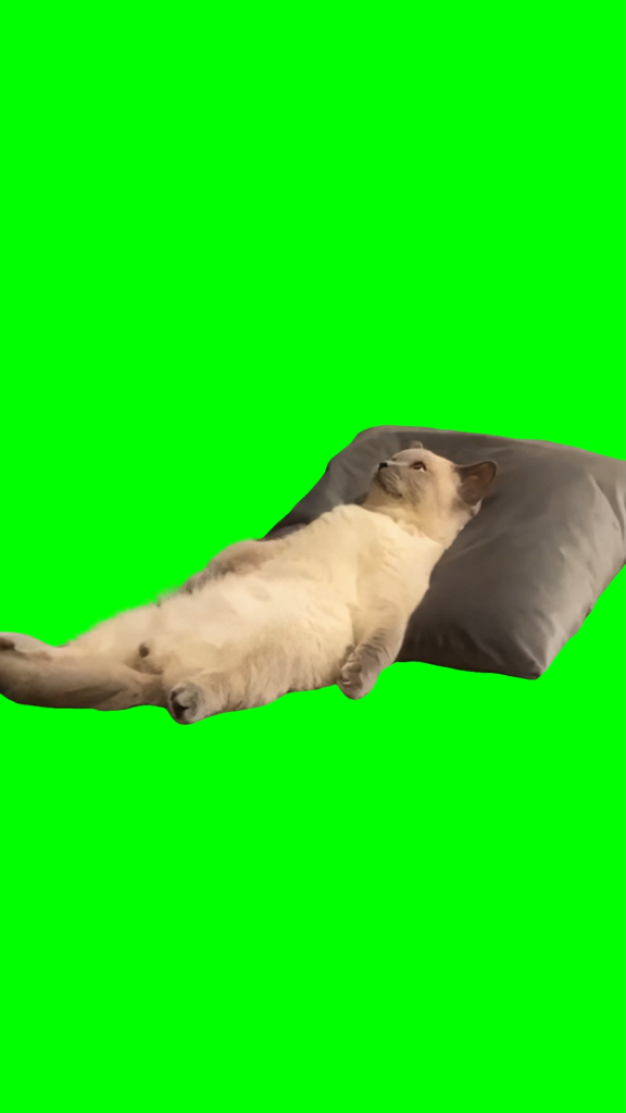 Cat Lying Down and Thinking free green screen meme