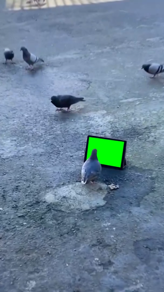 free green screen meme